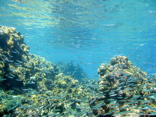 Fish under water while snorkeling in the Islas del Rosario in Cartagena, Colombia