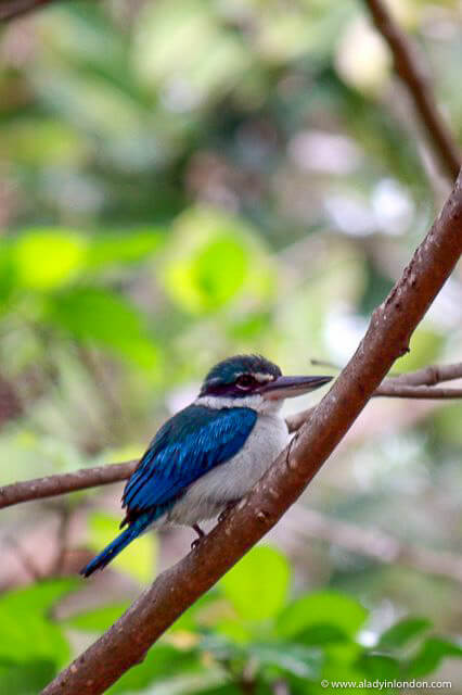 Langkawi Kingfisher in Malaysia