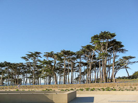 Trees at Land's End in San Francisco
