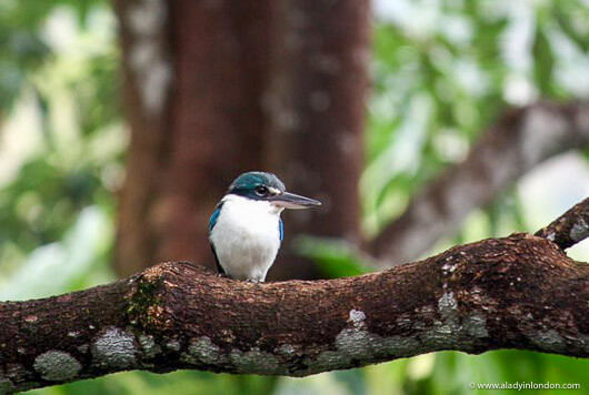 Kingfisher in Langkawi, Malaysia