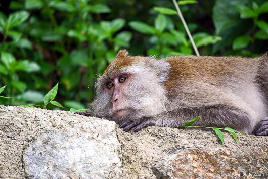 Langkawi monkey at The Andaman hotel