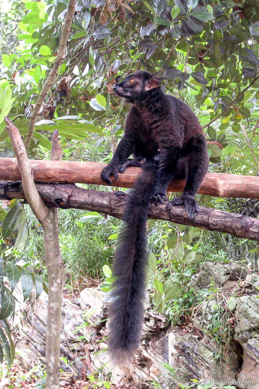Lemur on Nosy Komba, Madagascar