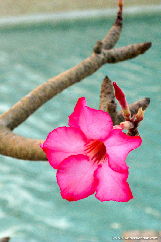 Flower at the pool at Les Collines de Niassam in Senegal