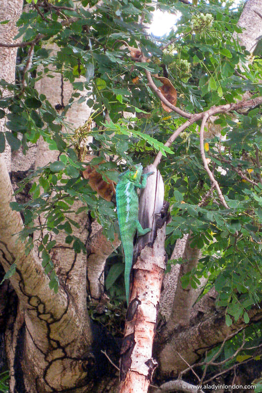 Green lizard in Nosy Be, Madagascar