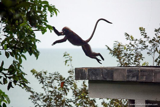 Monkey jumping in the trees in Langkawi, Malaysia