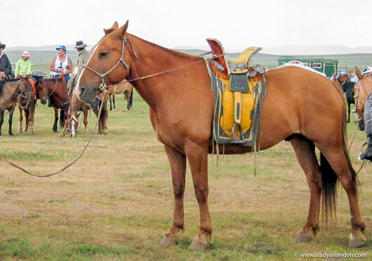 Naadam Festival Horses in Mongolia