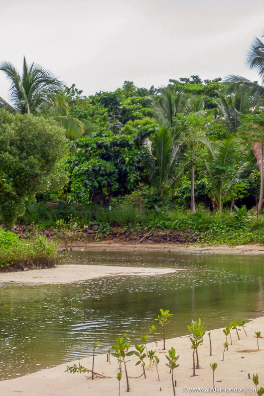 River in Nosy Be, Madagascar