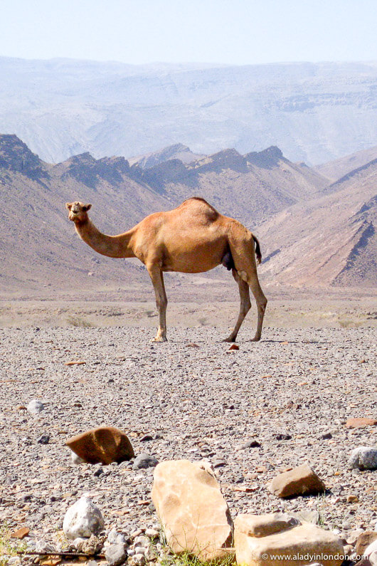 Camel in the desert in Oman