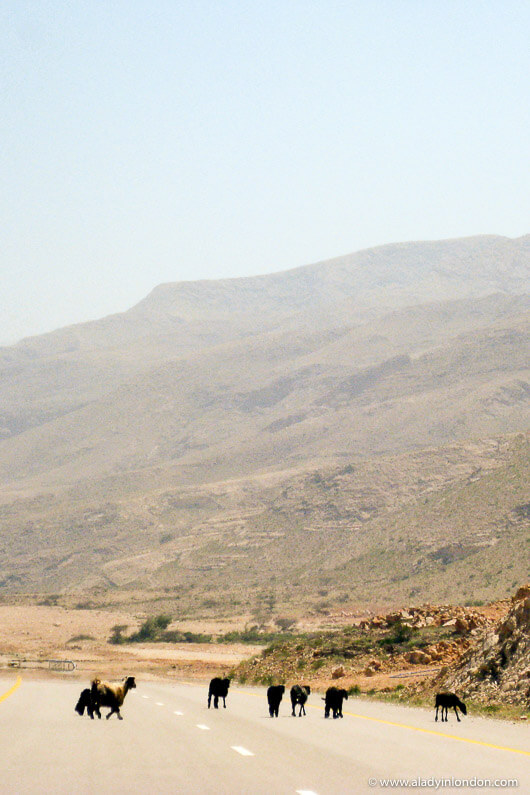 Goats on the highway in Oman
