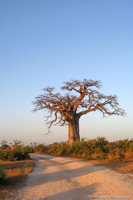 Baobab tree in Senegal