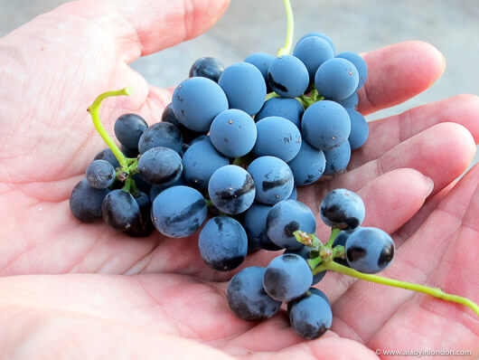 Paso Robles Wine Grapes