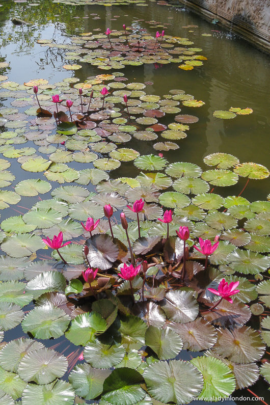 Water lilies in a pond in Goa