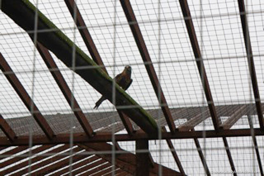 Red Kite at Tiggywinkles Wildlife Hospital