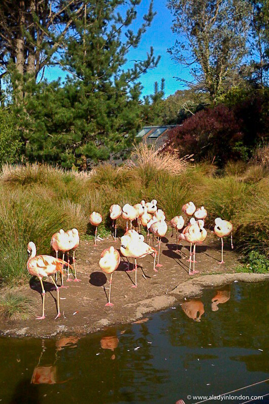 Flamingos at San Francisco Zoo