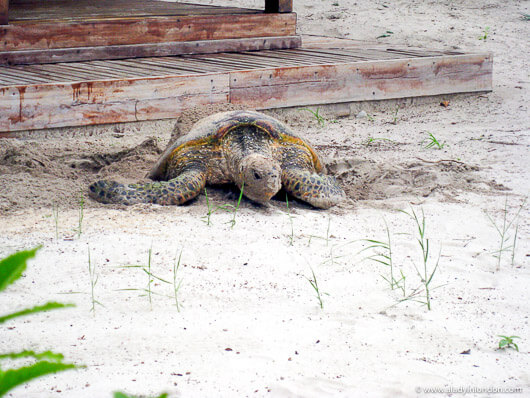 Sea turtle laying eggs on the beach at Tsarabanjina resort in Madagascar