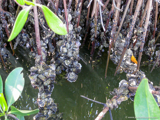 River oysters in Senegal