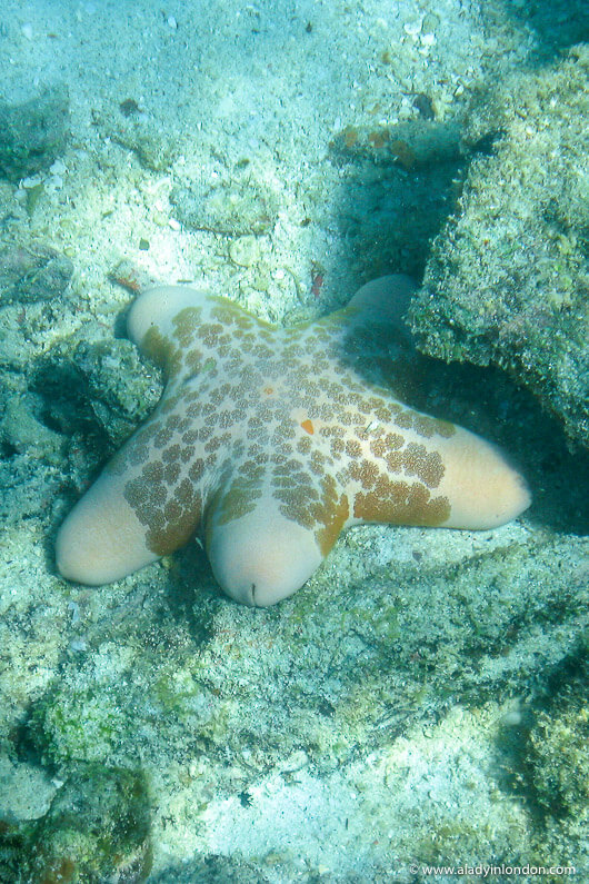 Starfish in Madagascar on a snorkeling trip