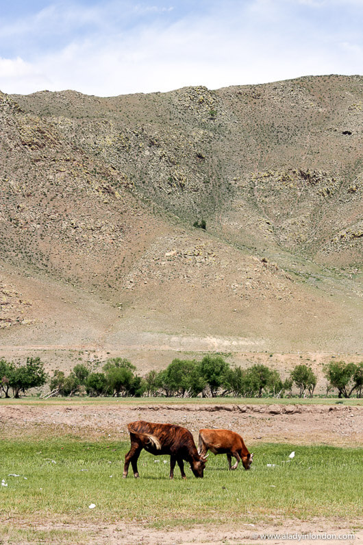 Cows in Terelj National Park in Mongolia