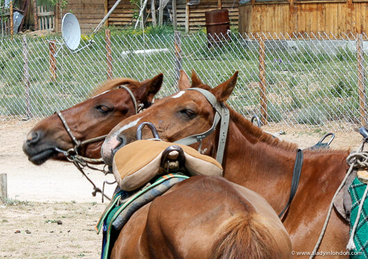 Horses in Mongolia