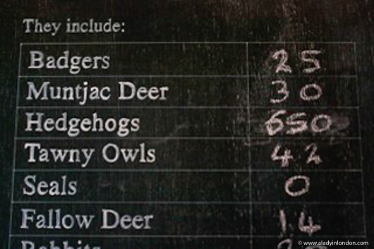 Chart at Tiggywinkles Wildlife Hospital