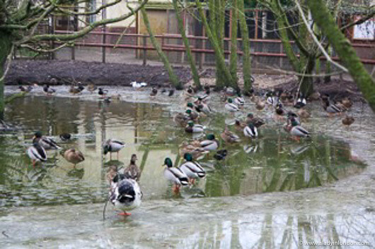 Ducks on a frozen pond at Tiggywinkles Wildlife Hospital in England