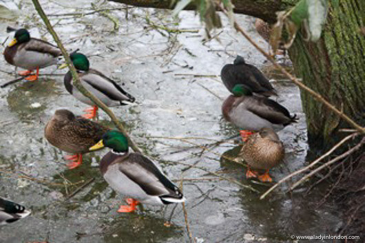 Ducks in a pond at Tiggywinkles Wildlife Hospital
