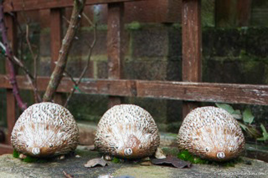 Tiggywinkles Wildlife Hospital