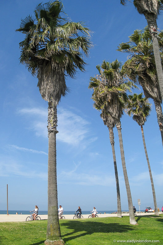 Palm trees in Venice Beach