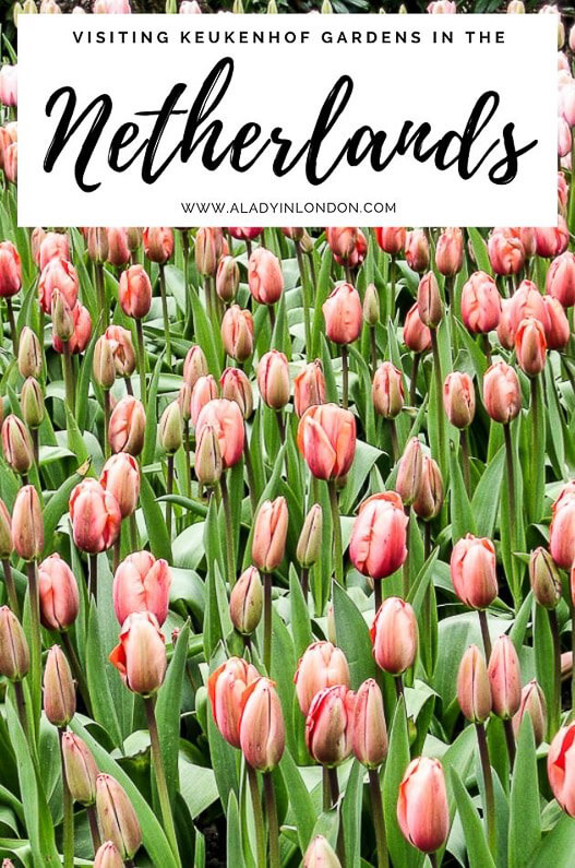 Visiting Keukenhof Gardens in the Netherlands