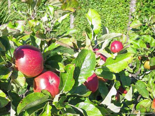 Apples at Juntunen Farm and Gardens, Mount Vernon, Washington