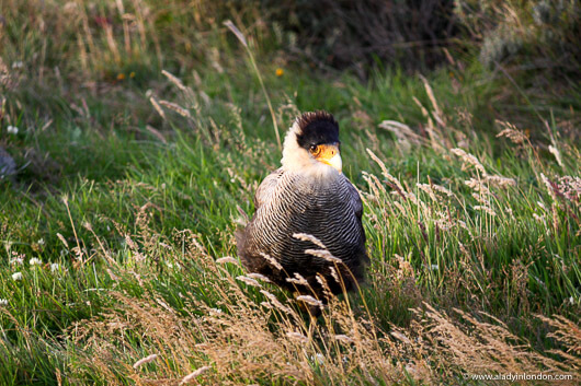 Bird of Prey in Seno Otway, Patagonia