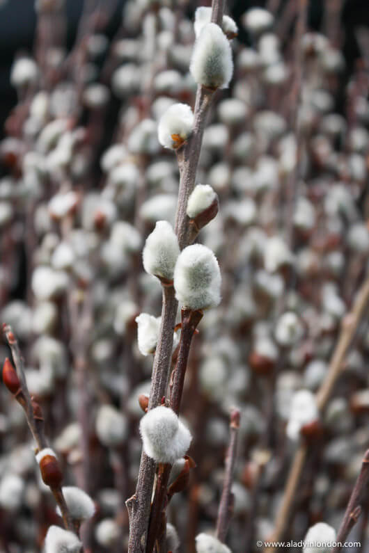 Willows for sale at the Bloomington farmers market