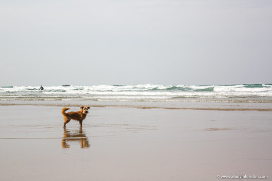 Dog on the beach in Cornwall, England