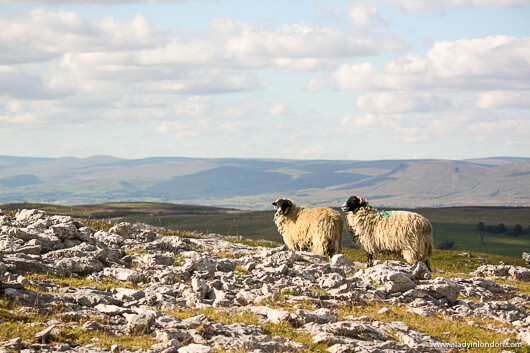Two sheep on a hill in the Eden Valley, England