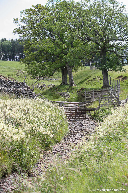 Countryside in the Eden Valley, Cumbria