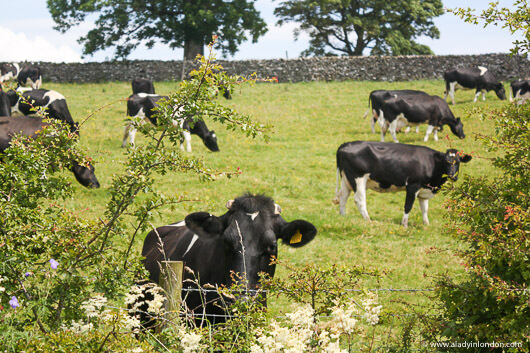 Cows in a pasture in the Eden Valley in Cumbria, England