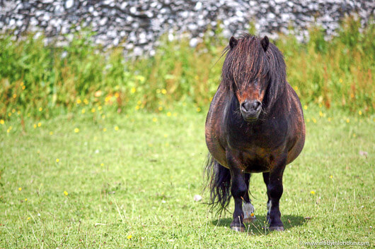 Pony in a pasture in the Eden Valley, England