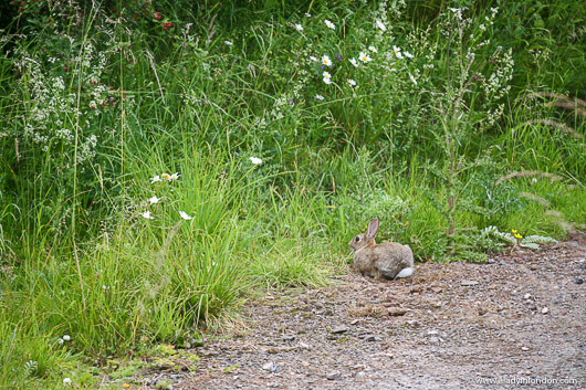 Rabbit in Kirkby Stephen, Cumbria, England