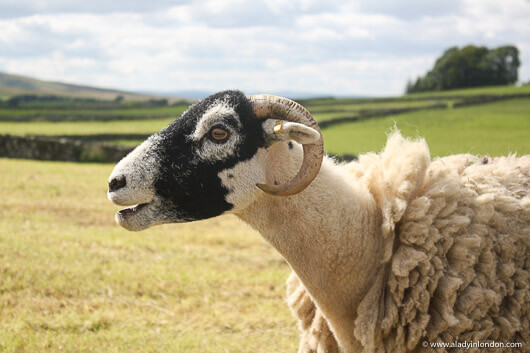 Sheep in a field in the Eden Valley, Cumbria, England