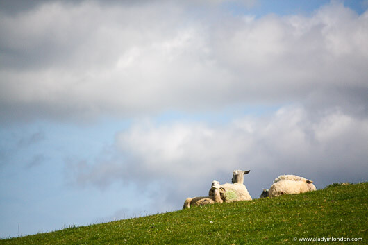 Sheep in a field in the Eden Valley, England
