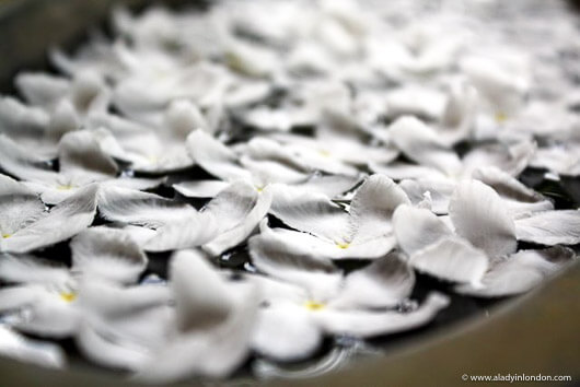 White Flowers in Unawatuna, Sri Lanka
