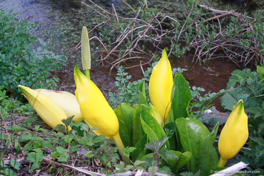 Yellow flowers in a garden at a country house hotel in West Sussex, England