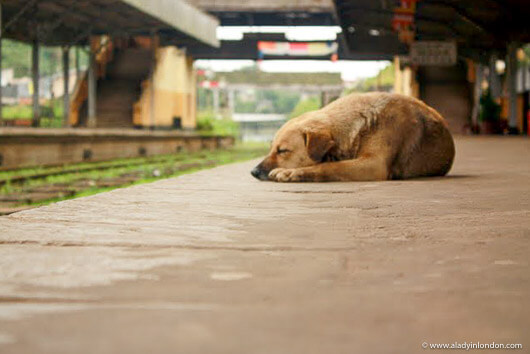 Dog on a platform of the Hatton train station in Sri Lanka