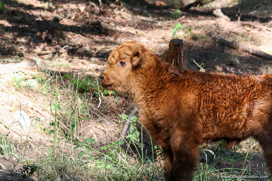 Baby Highland cow on Ruckle Heritage Farm on Salt Spring Island
