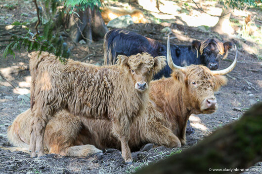 Highland Cows at Ruckle Heritage Farm on Salt Spring Island in British Columbia, Canada