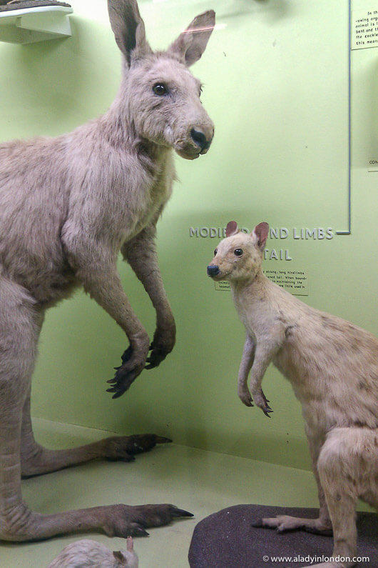 Stuffed kangaroos at the Horniman Museum in Forest Hill, London