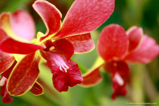 Orchids at Kandy Botanical Garden in Sri Lanka