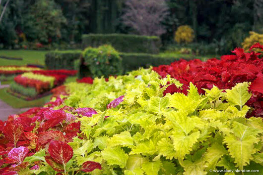 Kandy Botanical Garden in Sri Lanka