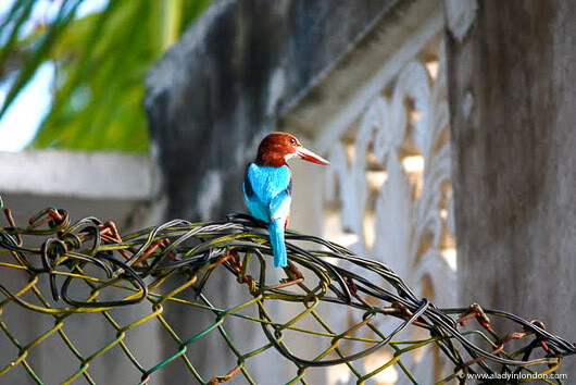 Kingfisher by the beach in Galle, Sri Lanka