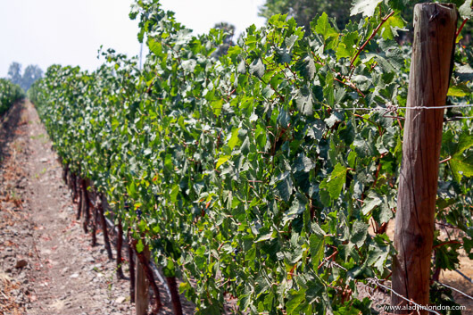 Vineyard in the Maipo Valley, Chile